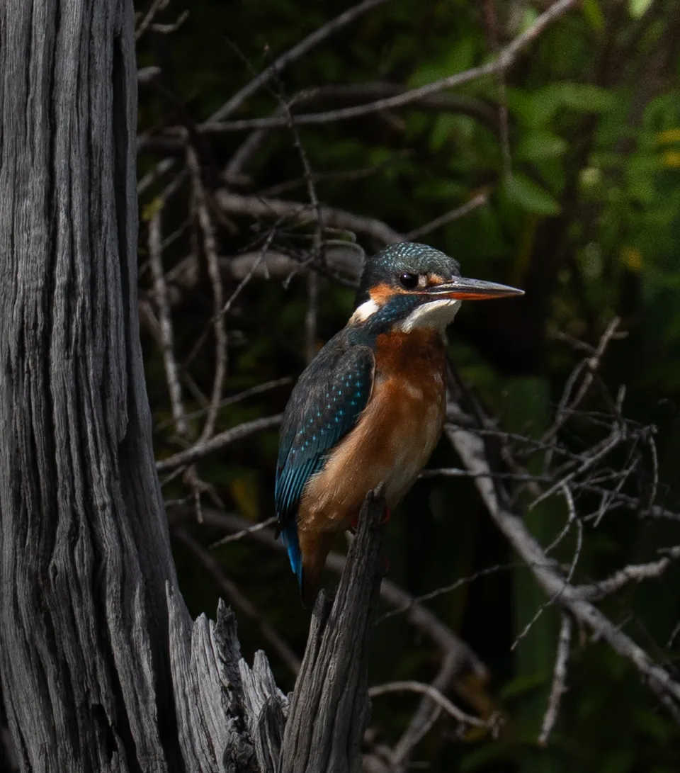 Kingfisher