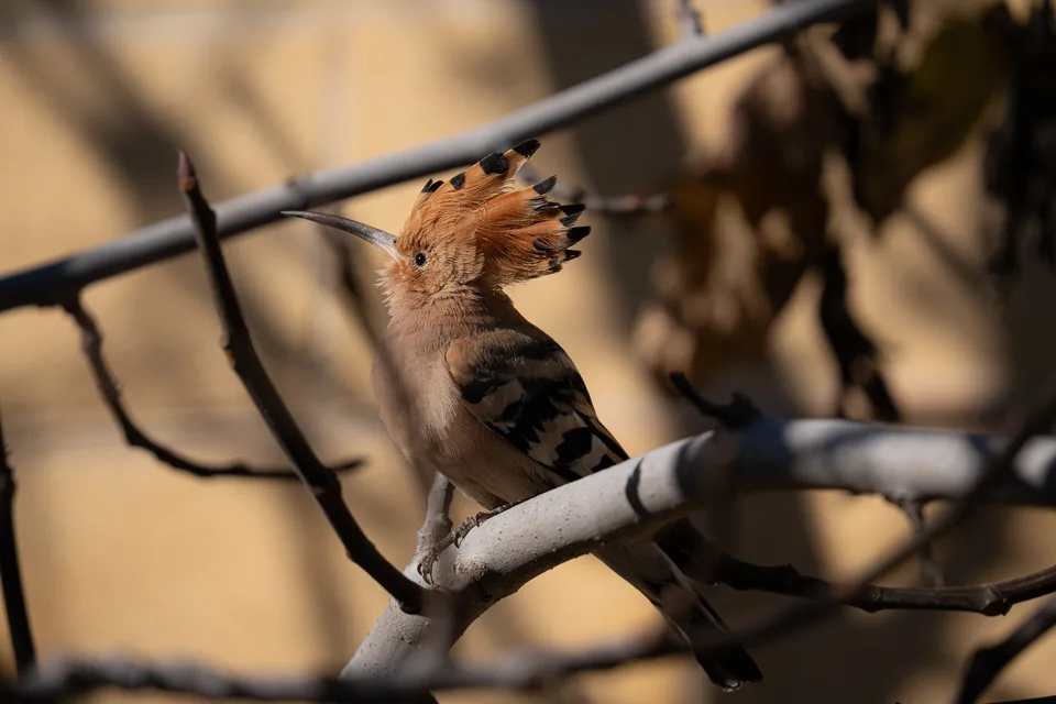 The Hoopoe